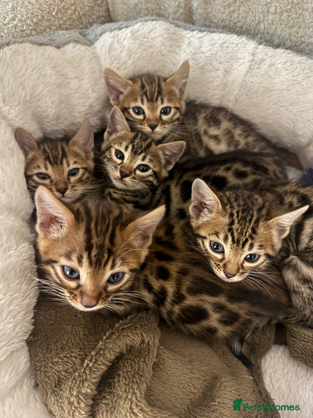 Bengal cats for sale: Stunning TICA Registered Bengals in Leeds - Advert 9