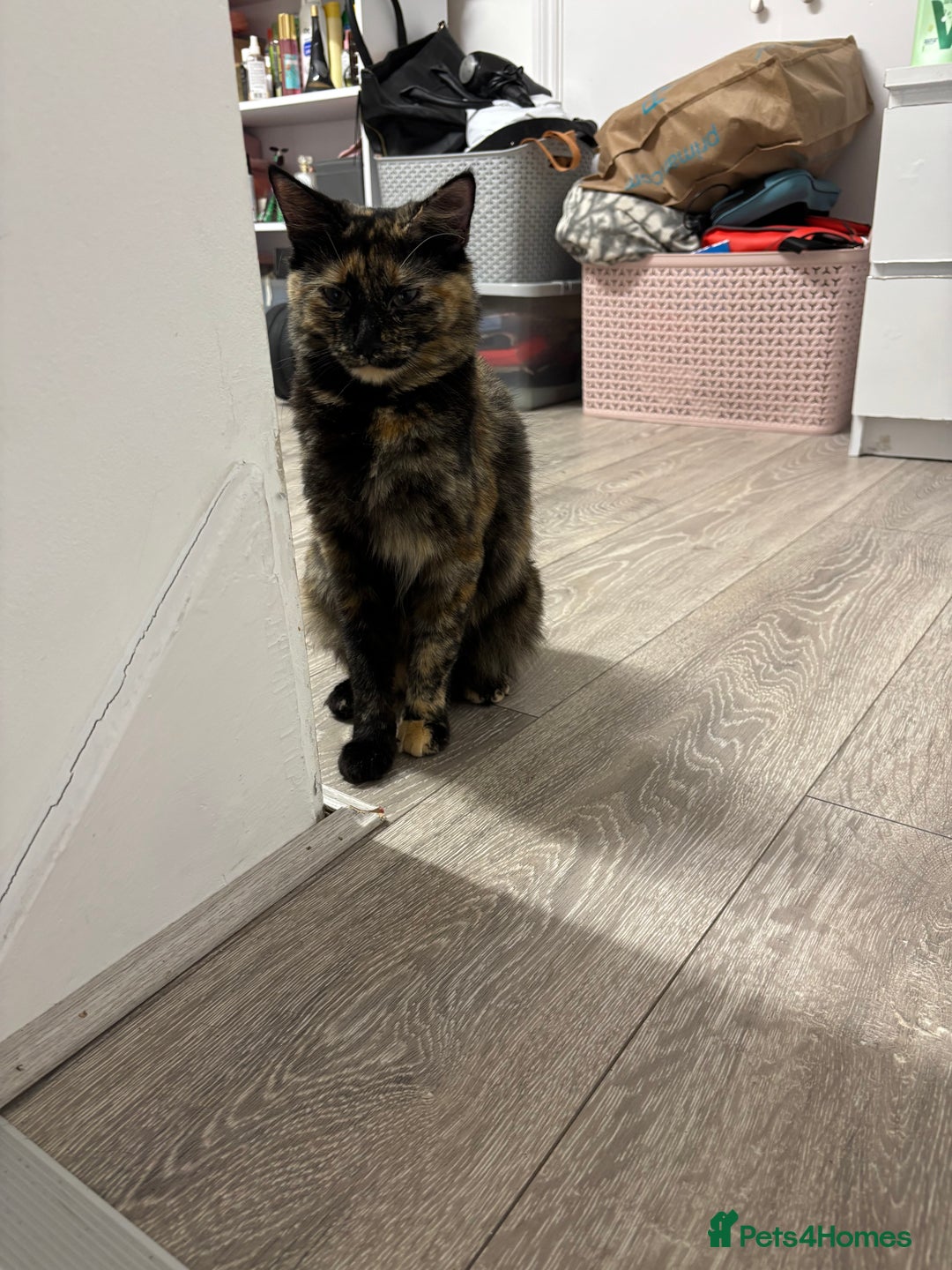 Burmilla cats for sale: Cute cat - Advert 1