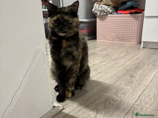 Burmilla cats Cute cat - Advert 1