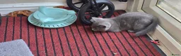 Mixed Breed cats for sale: 1 beautiful female grey kitten   - Advert 6