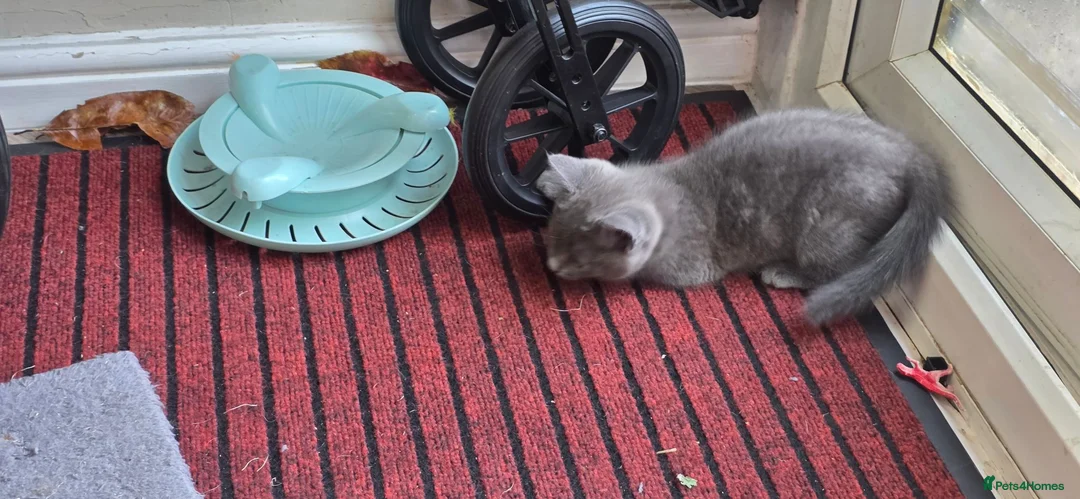 Mixed Breed cats for sale: 1 beautiful female grey kitten   - Advert 6