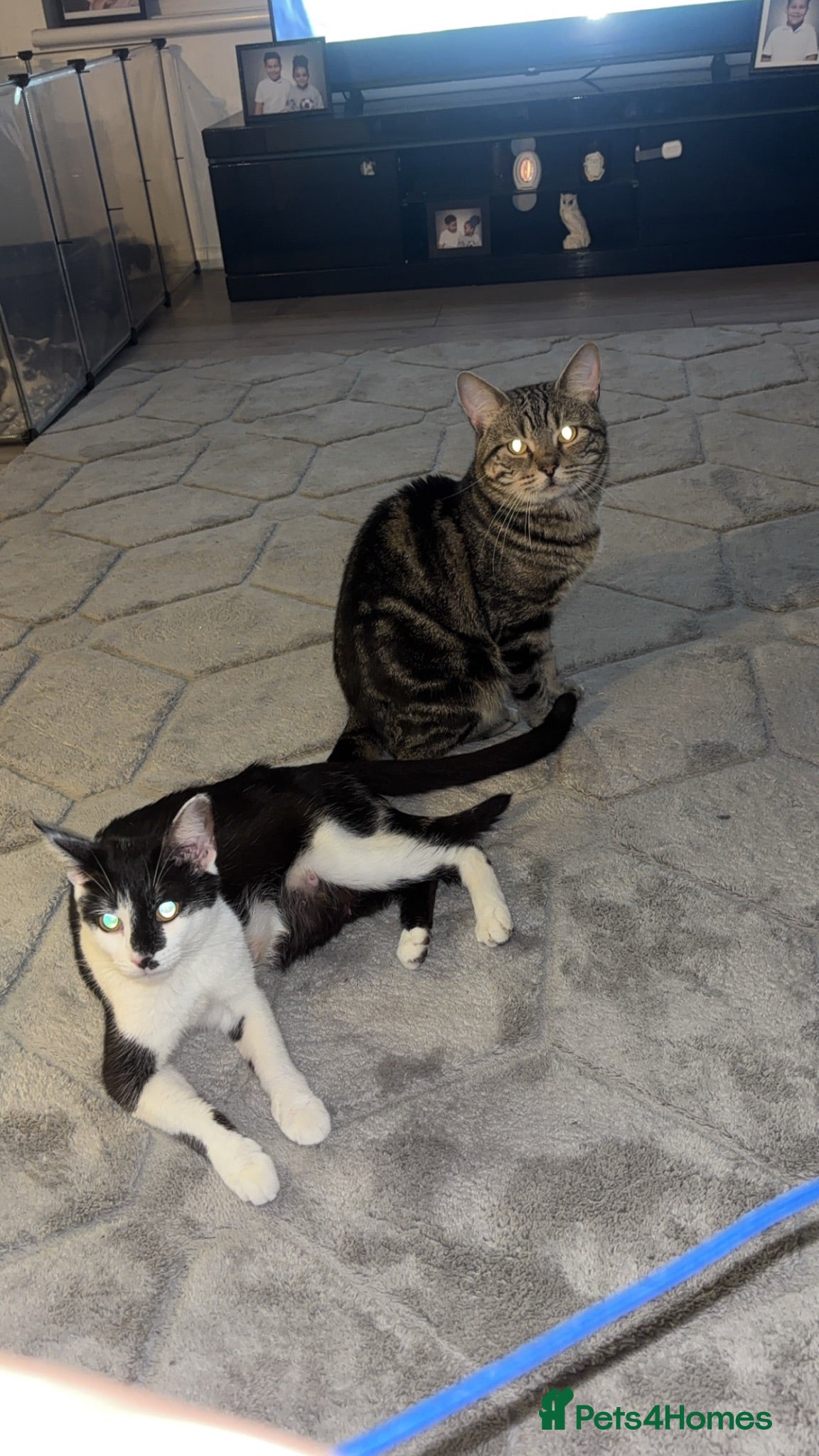 Mixed Breed cats 7 beautiful sweet friendly kittens  - Advert 2