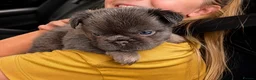 French Bulldog dogs for sale: Beautiful Visual Fluffy French Bulldog Puppies - Advert 6