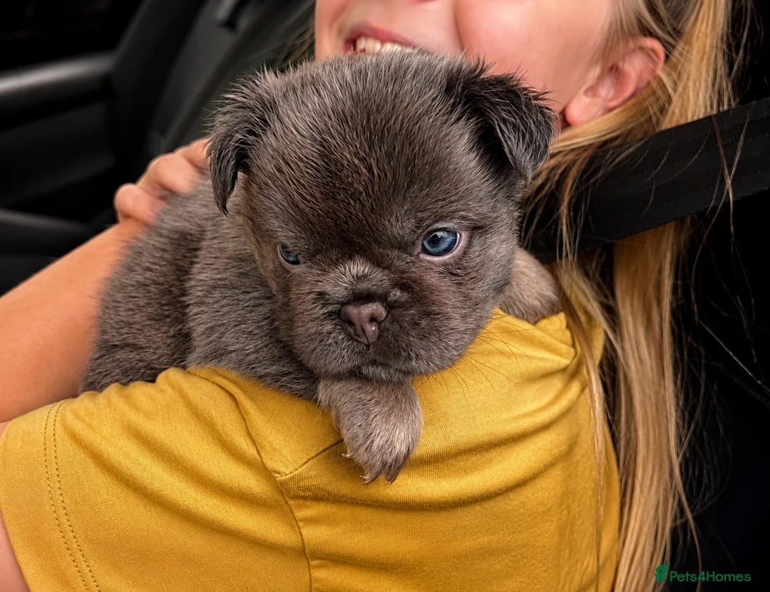 French Bulldog dogs for sale: Beautiful Visual Fluffy French Bulldog Puppies - Advert 6