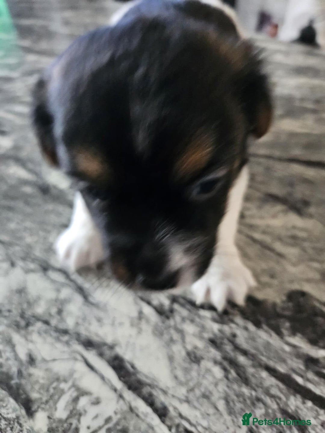 Jack Russell dogs for sale: Full pedigree jack russle pups  - Advert 22