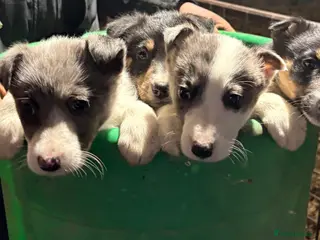 Border Collie dogs Blue merle puppies - Advert 12