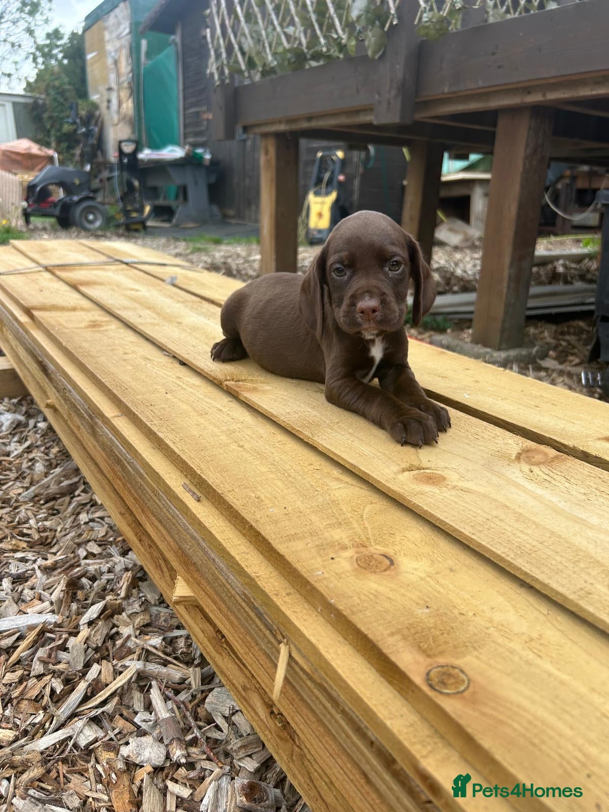 Cocker Spaniel dogs COCKER SPANIELS FOR SALE - Advert 2