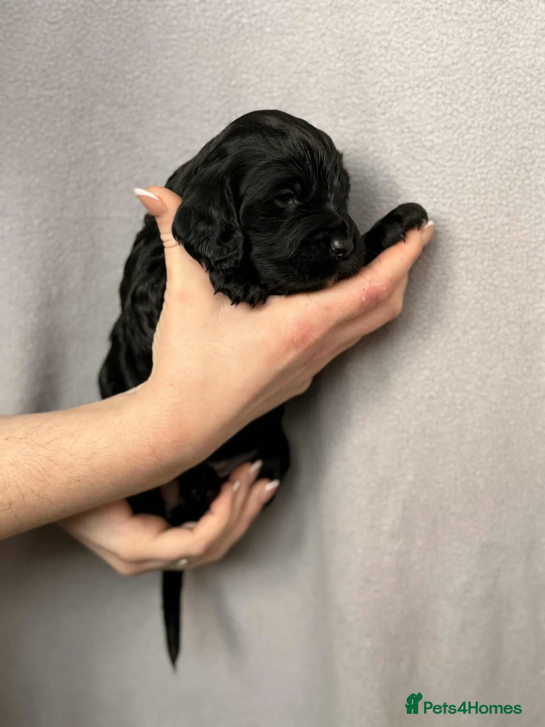 Cocker Spaniel dogs for sale: 🐶🐾 Exceptional Working Cocker Spaniel Puppies 🐾 - Advert 29