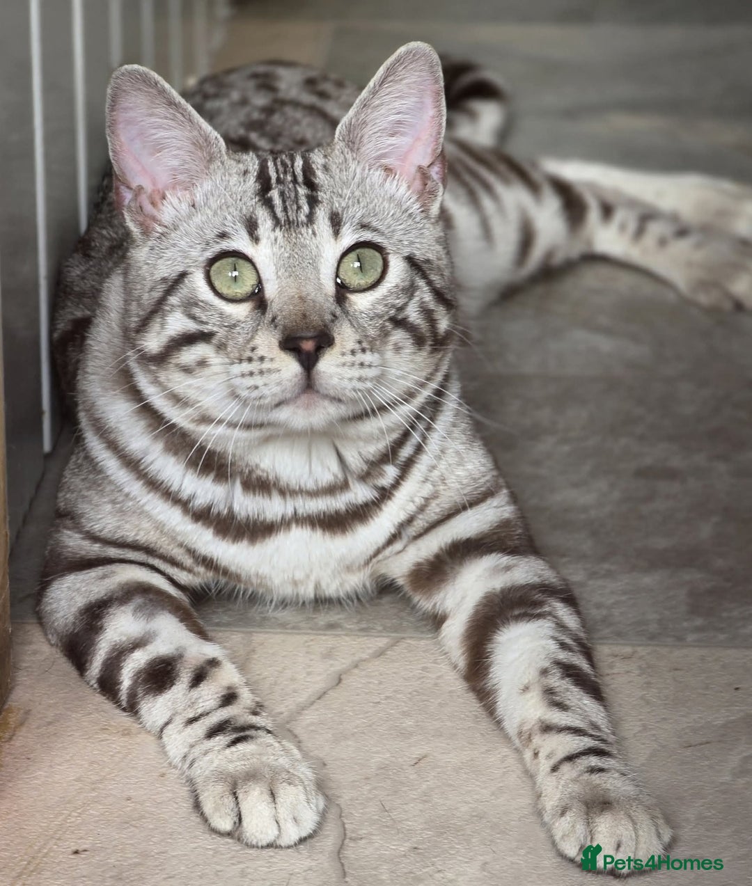 Bengal cats for sale: Sterling Silver Sepia Male Bengal  - Advert 1