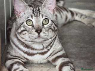 Bengal cats Sterling Silver Sepia Male Bengal - Advert 1