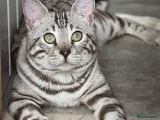 Bengal cats Sterling Silver Sepia Male Bengal - Advert 20