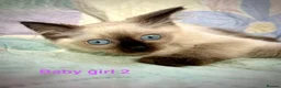 Ragdoll cats for sale: Socialised Baby Ragdoll Kittens ready now  - Advert 9