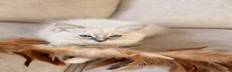 Ragdoll cats for sale: Beautiful Ragdoll Kittens - Advert 1
