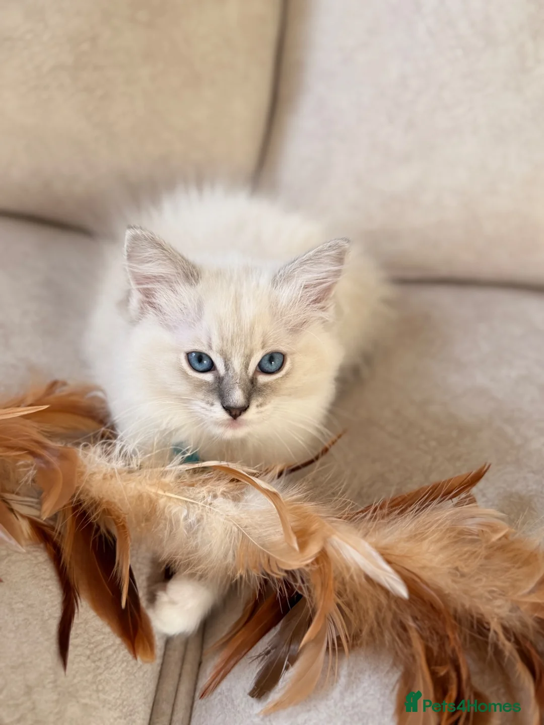 Ragdoll cats for sale: Beautiful Ragdoll Kittens - Advert 1