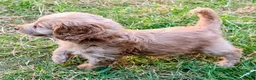 Cockapoo dogs for sale: Licensed breeder, health tested F1 cockapoos - Advert 15