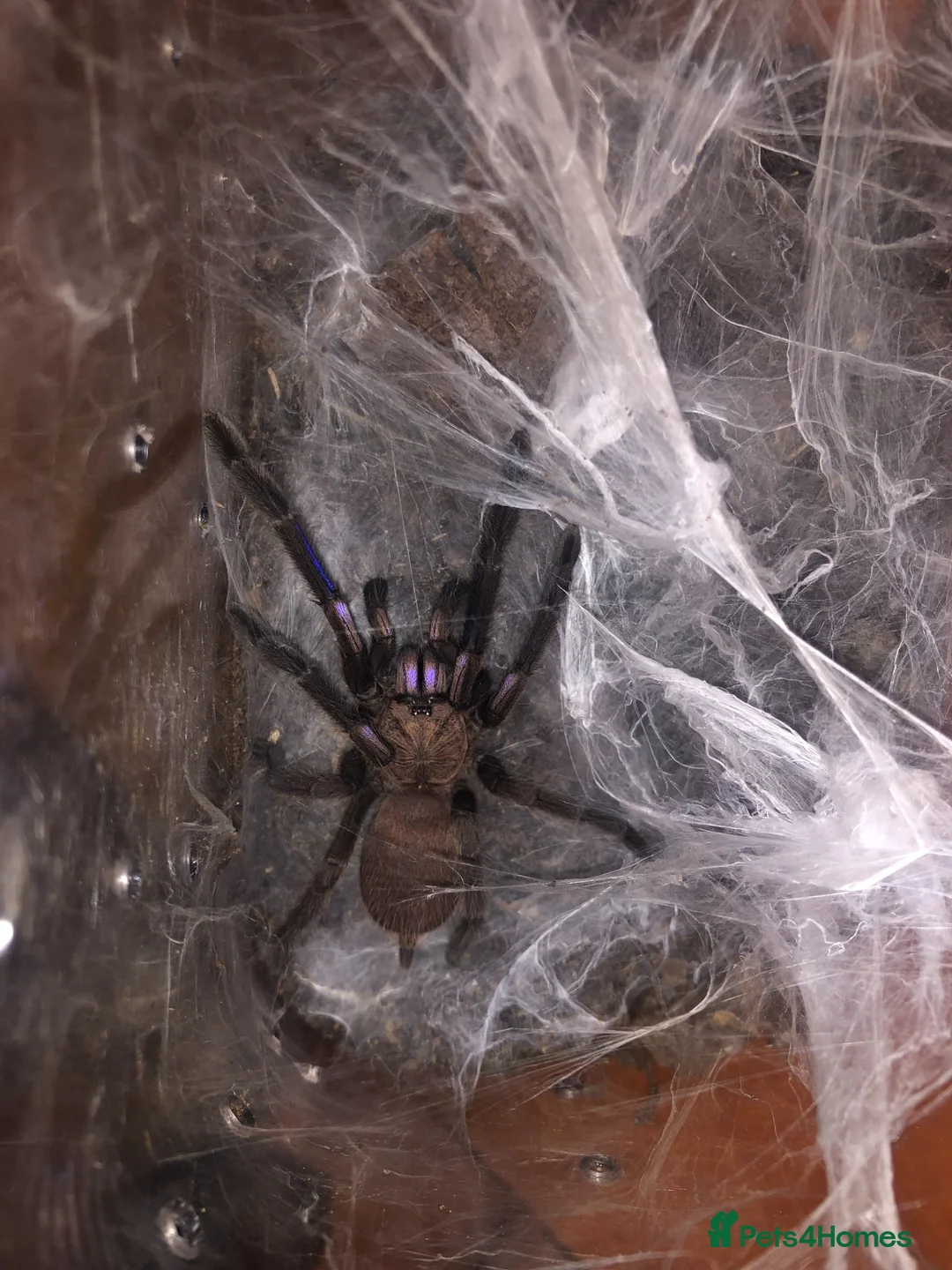 Tarantulas invertebrates for sale: Electric Blue Tarantula for sale moving house - Advert 2