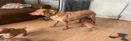 Labrador Retriever dogs for sale: Stunning Fox Red Labrador puppies - Advert 3