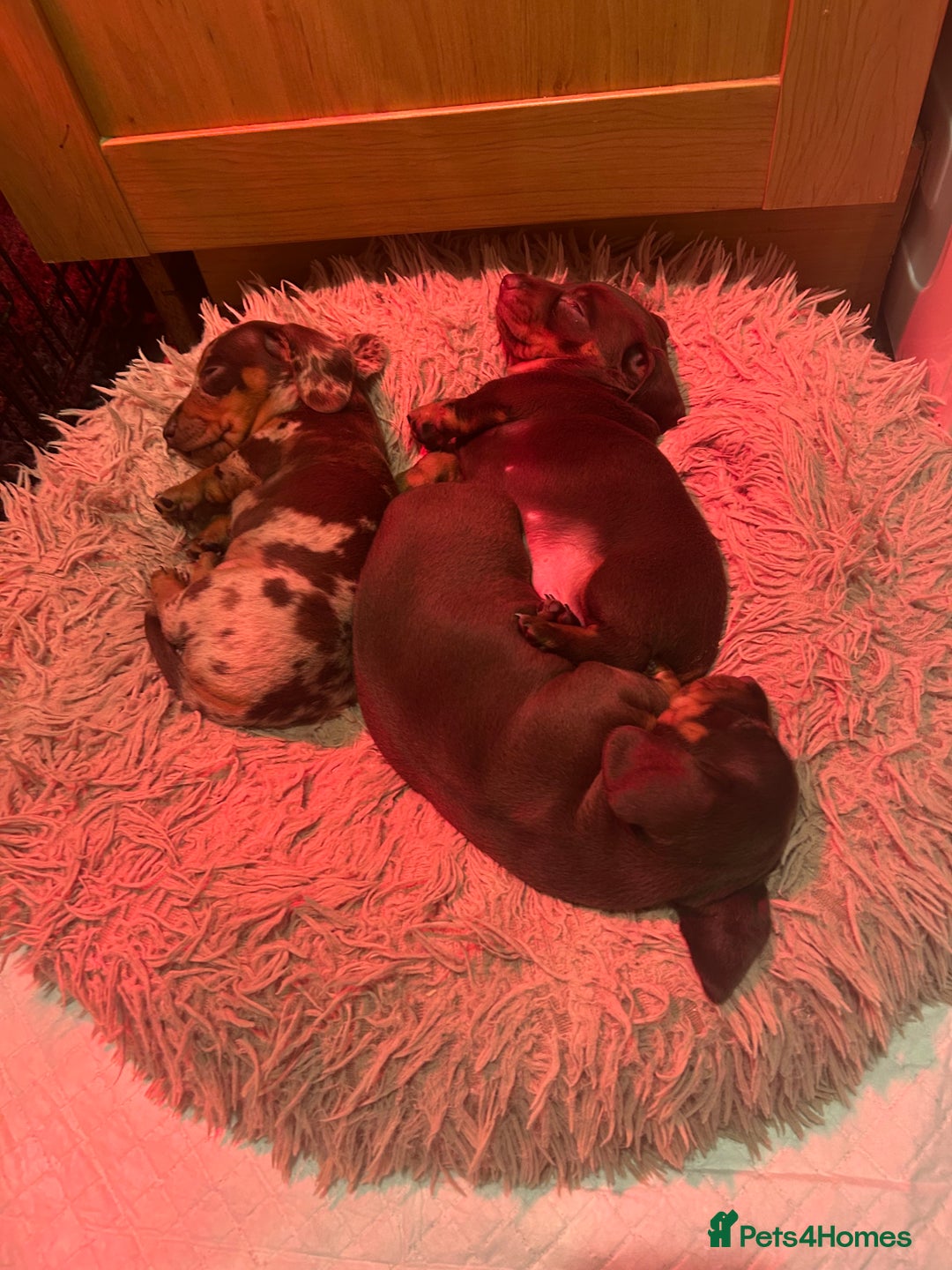 Miniature Dachshund dogs for sale: KC registered boy - Advert 3