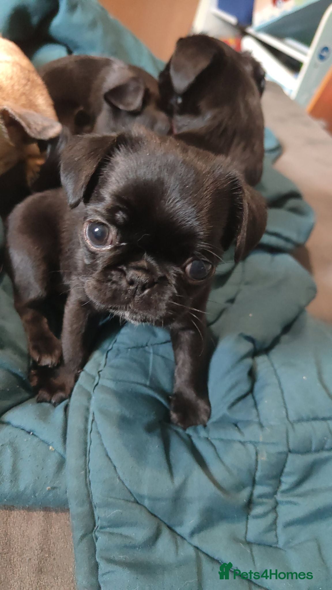 Pug dogs 1st litter Pugs–Vaccinated,Microchip & loving Home - Advert 1