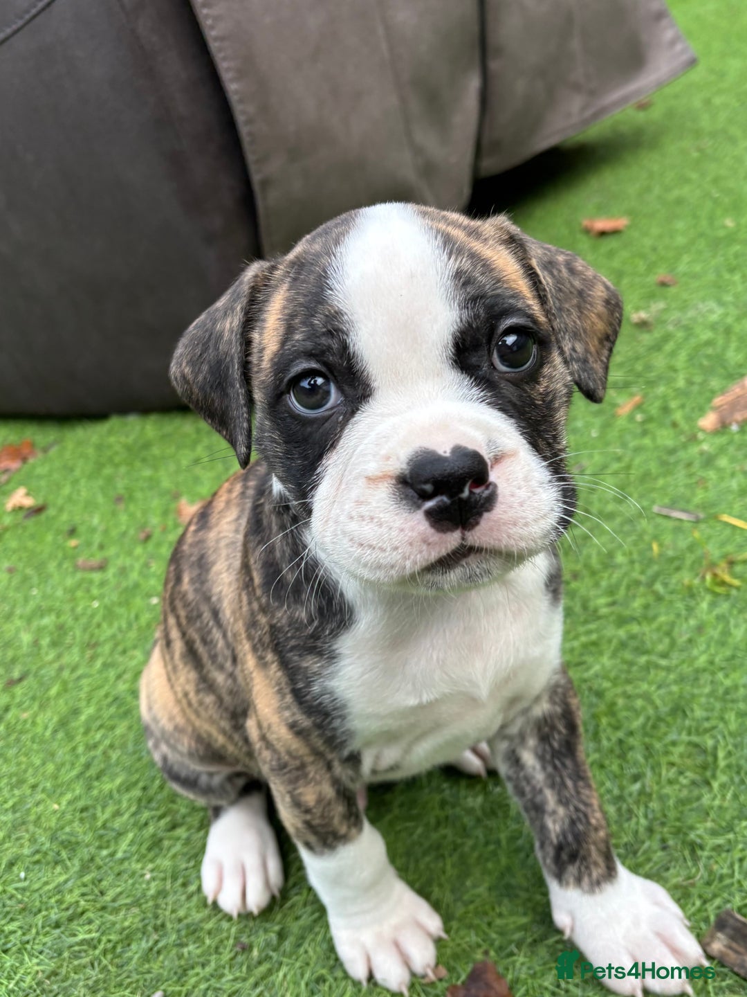Mixed Breed dogs for sale: Bridle staffy cross - Advert 1