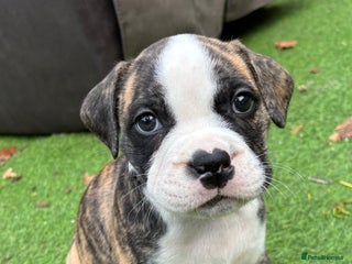 Mixed Breed dogs Bridle staffy cross - Advert 1