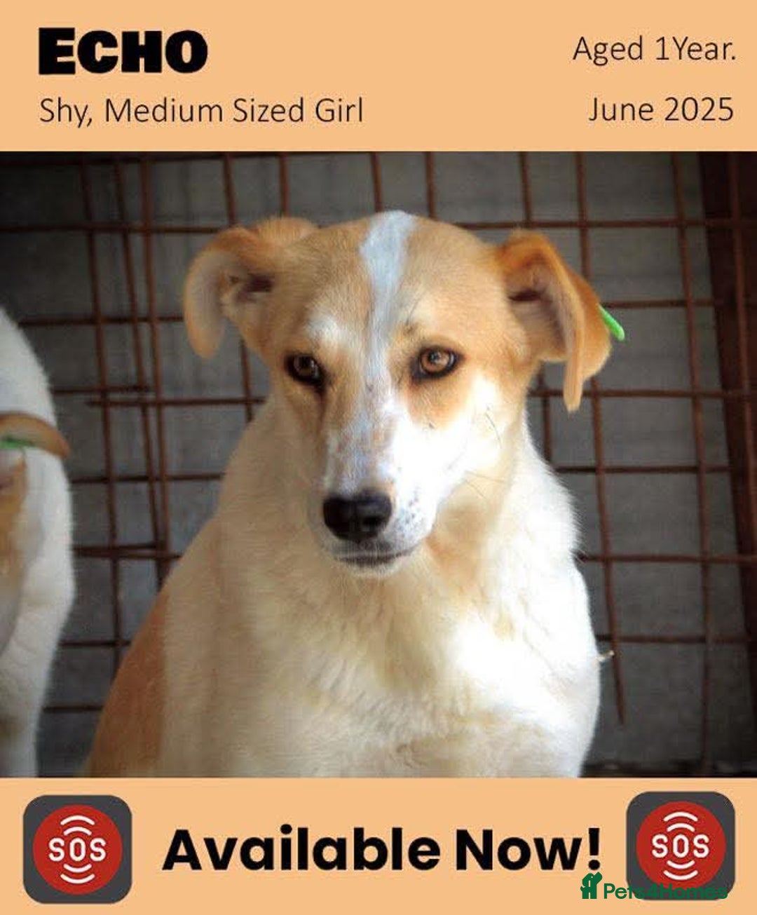 Mixed Breed dogs for adoption: Echo, 1 yr old approx. Available for adoption. - Image 1