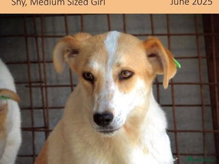 Mixed Breed dogs - Advert 7