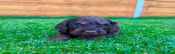 Cockapoo dogs for sale: Cockapoo Babies 🐾🐾🐾 - Advert 19
