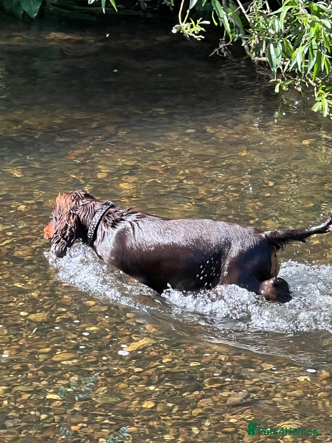 Cocker Spaniel dogs for sale: **LOVING HOME WANTED FOR MAGGIE COCKER SPANIEL**  - Advert 3
