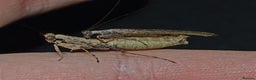 Praying Mantis invertebrates for sale: Various Praying Mantis. PLEASE READ FULL ADVERT.  - Advert 3