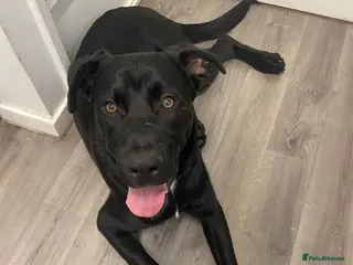 Mixed Breed dogs Shepherd × Rottweiler Looking for His Forever Home - Advert 7