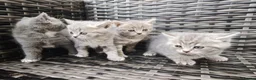 British Shorthair cats for sale: 🐾🚨ATTENTION:PROFESSIONAL CUDDLE MONSTERS 🚨🐾 - Advert 16