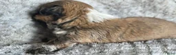 Shih Tzu dogs for sale: Amazing imperial shih tzu puppies ready now - Advert 38