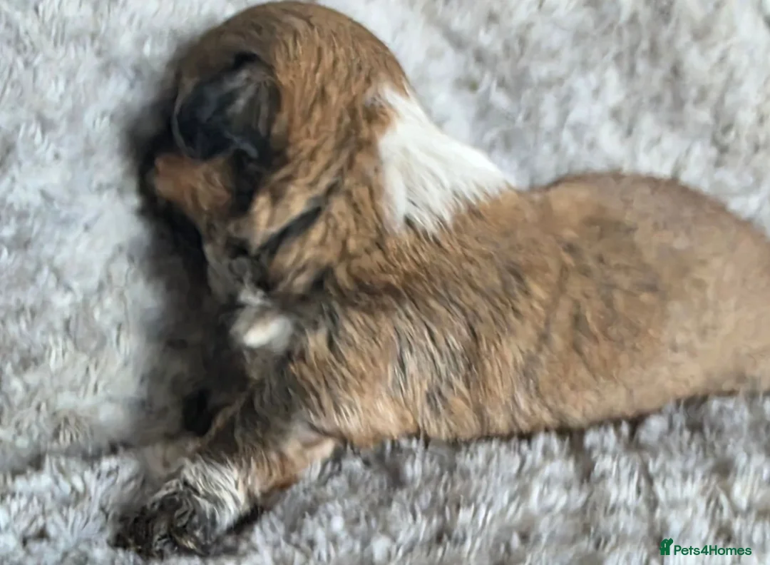 Shih Tzu dogs for sale: Amazing imperial shih tzu puppies ready now - Advert 38