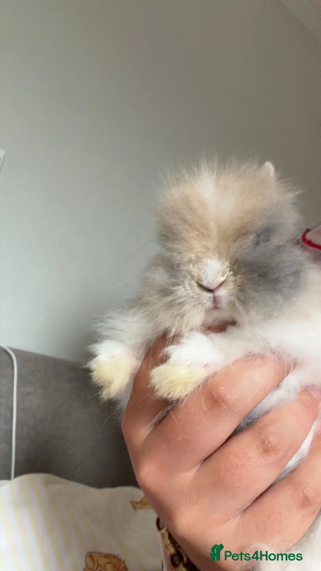 Lionhead rabbits for sale: Lionheads for sale  - Advert 2