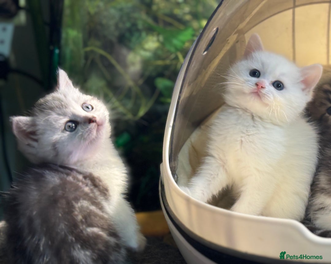 Munchkin cats for sale: Full Pedigree Munchkin Kittens  - Advert 25