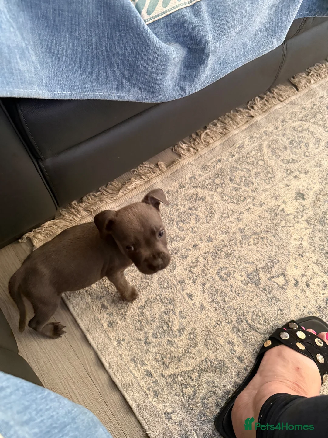 Staffordshire Bull Terrier dogs for sale: Five staff pups looking for a forever homer in Cambridge - Advert 2