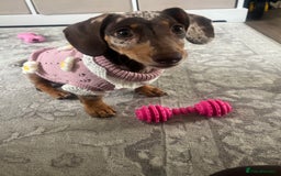 Miniature Dachshund dogs for sale: Miniature dachshund puppy  - Image 2