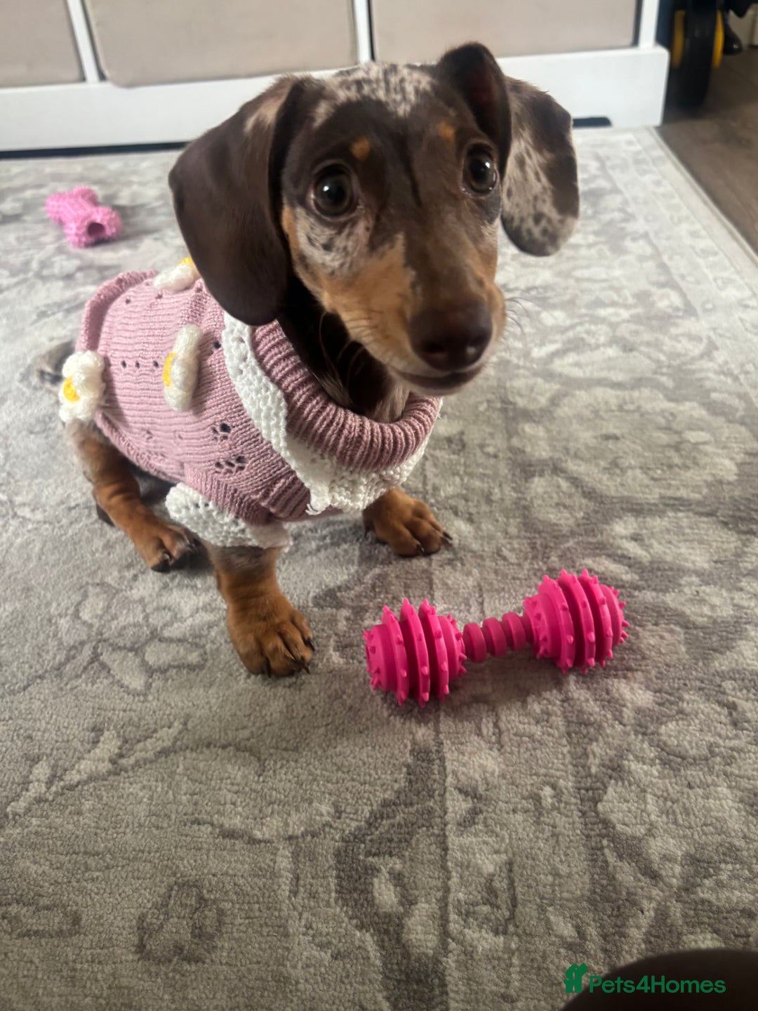 Miniature Dachshund dogs for sale: Miniature dachshund puppy  - Image 2