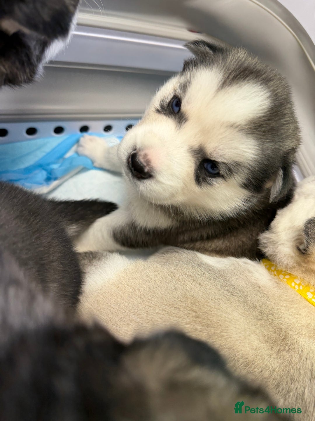Siberian Husky dogs for sale: READY TO GO 2 male huskies for sale - Advert 15