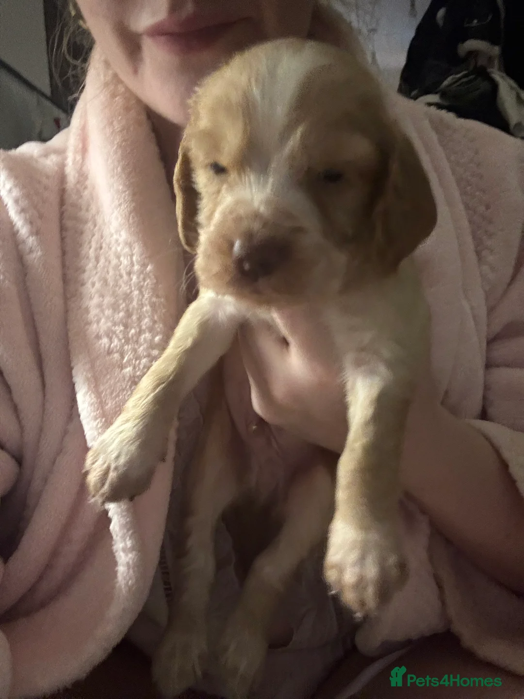 Mixed Breed dogs for sale: 8x Cocker Spaniel Puppies  in Kidderminster - Advert 16