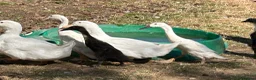Ducks poultry for sale: FEMALE DUCKS / pair of runners - Advert 7