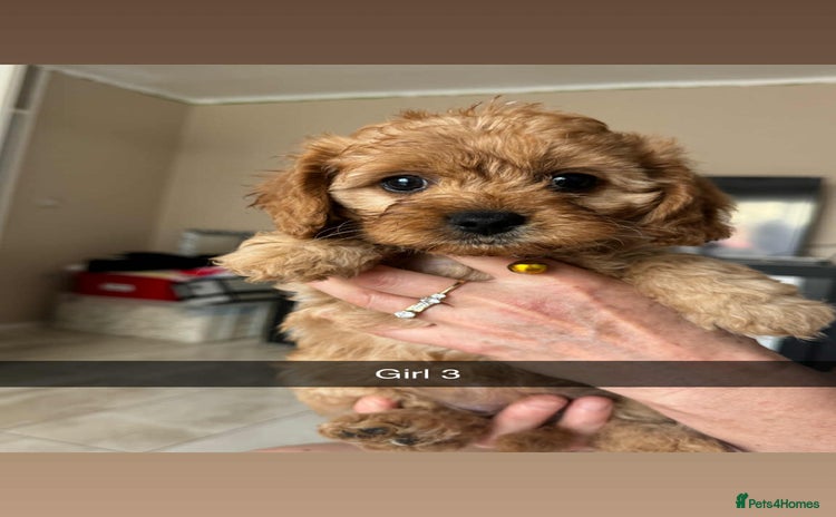 Cavapoo dogs - Advert 8