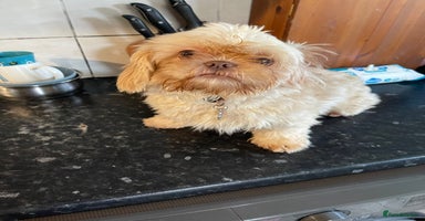 Shih Tzu dogs in Nottingham - Advert 8