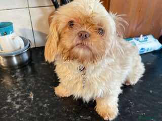 Shih Tzu dogs in Nottingham - Advert 10
