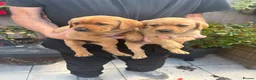 Labrador Retriever dogs for sale: Beautiful healthy Labrador puppies  in Leicester - Advert 7