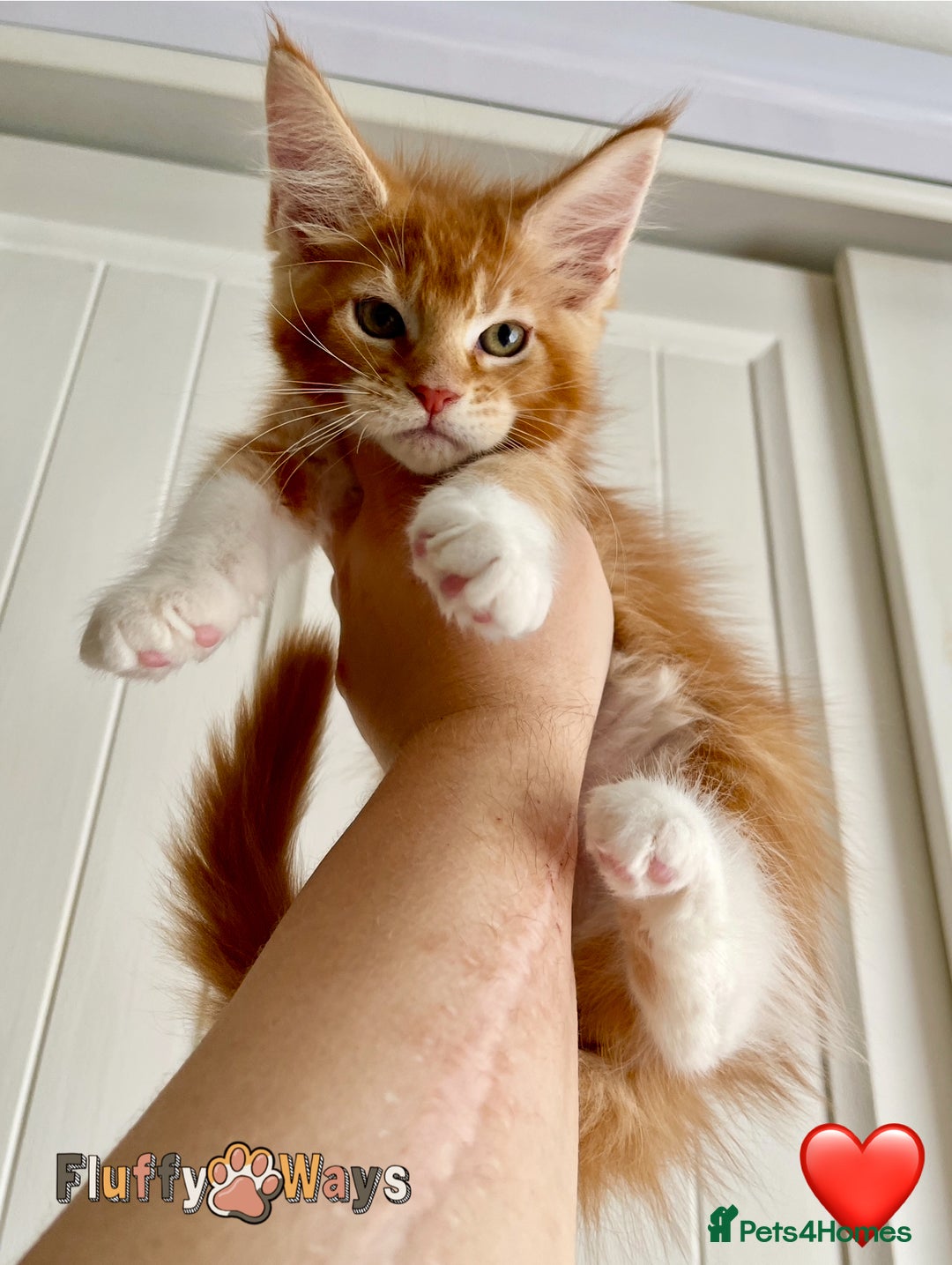 Maine Coon cats for sale: 🐾🦁 *TICA REG* GINGER MAINE COON KITTENS🦁🐾 - Image 6