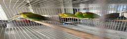 Budgerigars birds for sale: Mixed variety of Budgies For Sale - Advert 3