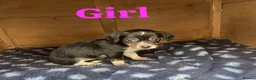 Mixed Breed dogs for sale: Parson Russell terrier cross chihuahua puppys  in Belfast - Advert 3