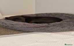 Patterdale Terrier dogs for sale: 1 year old Male Patterdale - Image 3